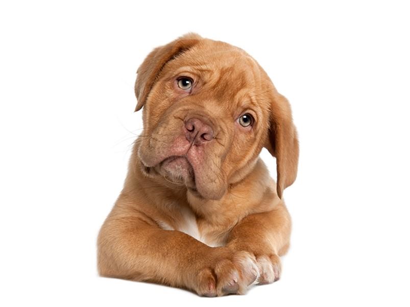 Dogue-Bordeaux-cachorro