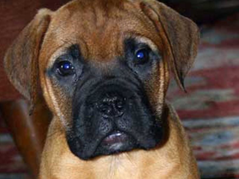 CRO 023 Bullmastiff_Puppy