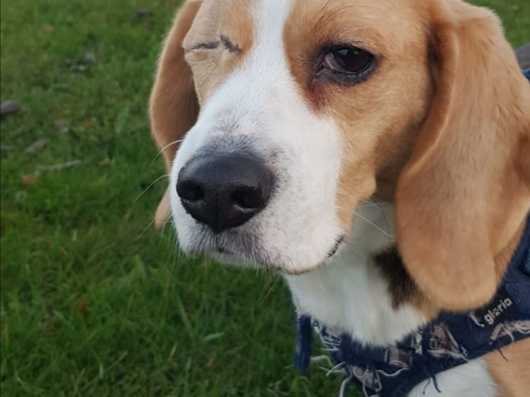 Lola tras perder el ojo derecho