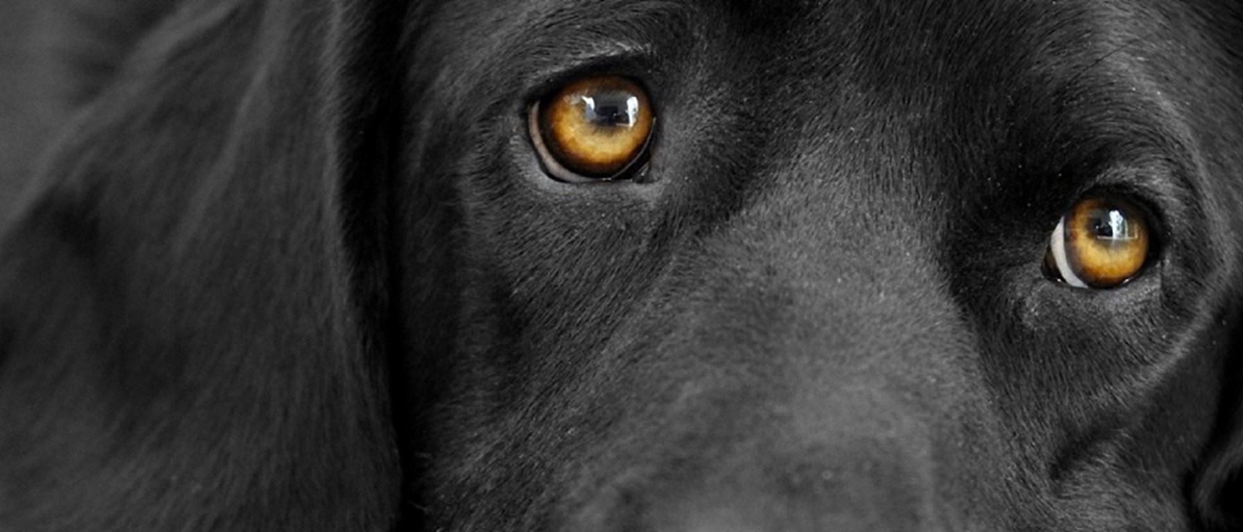 perro-banner