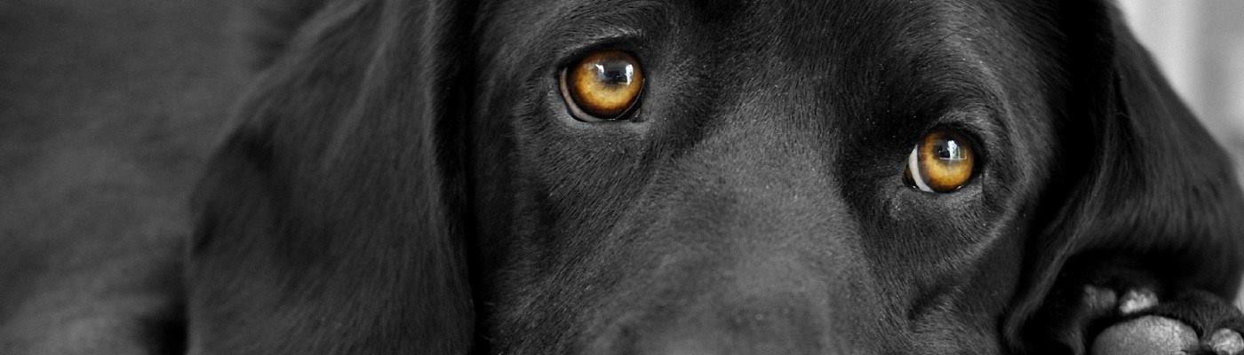 perro-banner