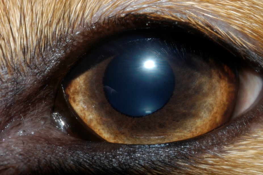 ojos-cachorro