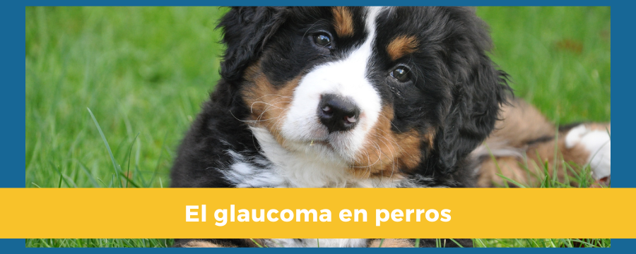 glaucoma-perros