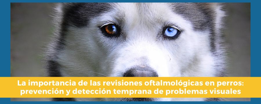 Revisiones oftalmológicas en perros