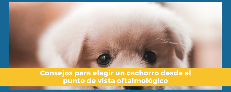 veterinario oftalmológico